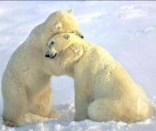 abrazo-de-oso-polar-e1346259217883