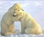 abrazo-de-oso-polar-e1346259217883